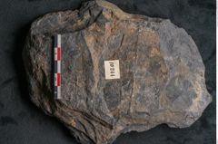Foto (Detailansicht) von Ceratopetalum vivulare Ettingshausen (NHMW-GEO-2024-0188-10244)